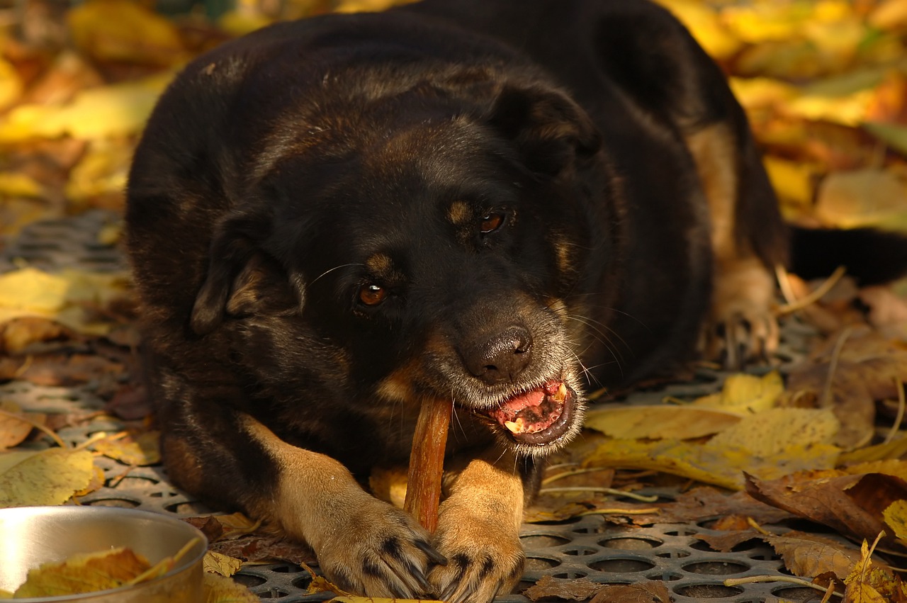 hunde til festen?